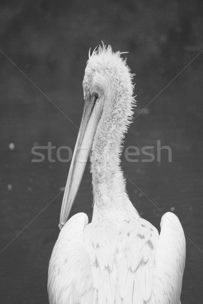 Stock photo: pelican