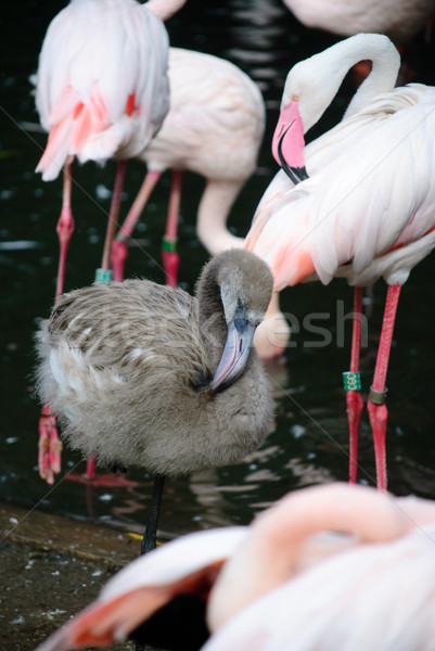 pink flamingos (Phoenicopterus ruber ruber) Stock photo © Sarkao