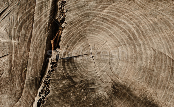 структуры древесины природы Сток-фото © Sarkao