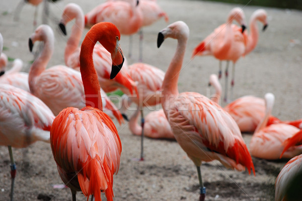 pink flamingos (Phoenicopterus ruber ruber) Stock photo © Sarkao