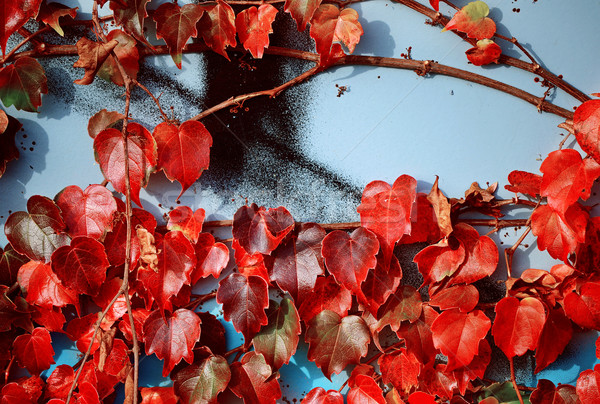 autumn leaves Stock photo © Sarkao