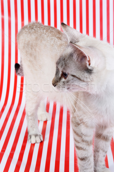 kitten Stock photo © Sarkao