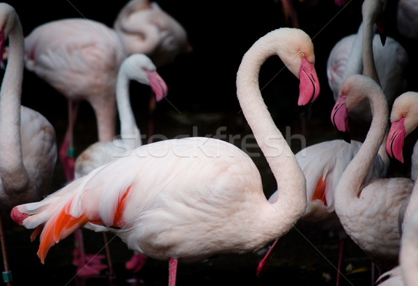 pink flamingos (Phoenicopterus ruber ruber) Stock photo © Sarkao