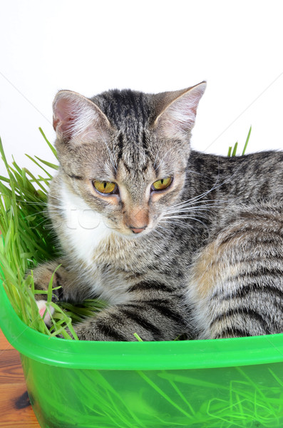 kitten sleeping in grass Stock photo © Sarkao