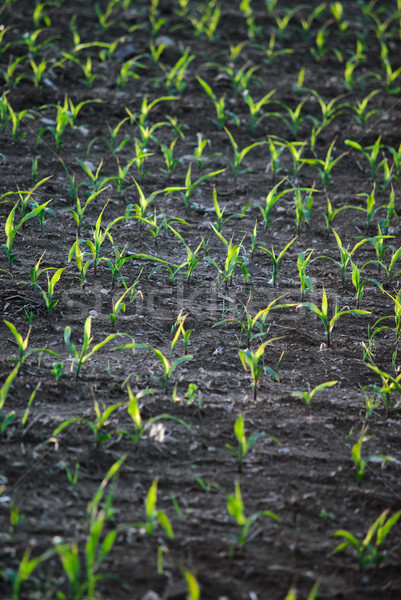 Stock photo: field