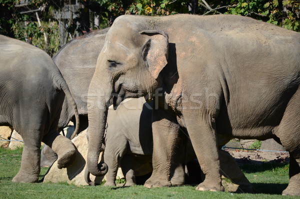Elefantes família grupo África gordura animal Foto stock © Sarkao