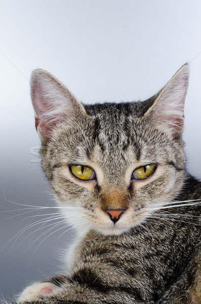 котенка кошки портрет животного носа серебро Сток-фото © Sarkao