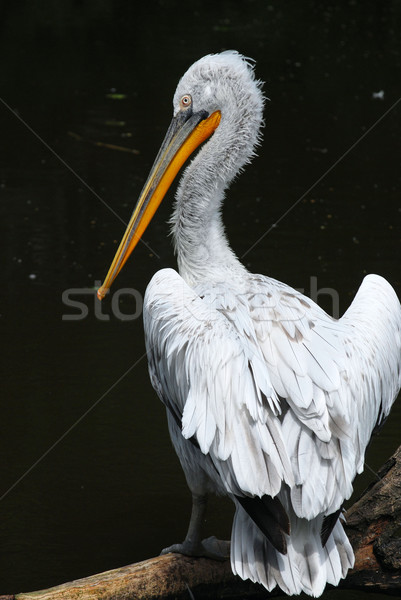 pelican Stock photo © Sarkao