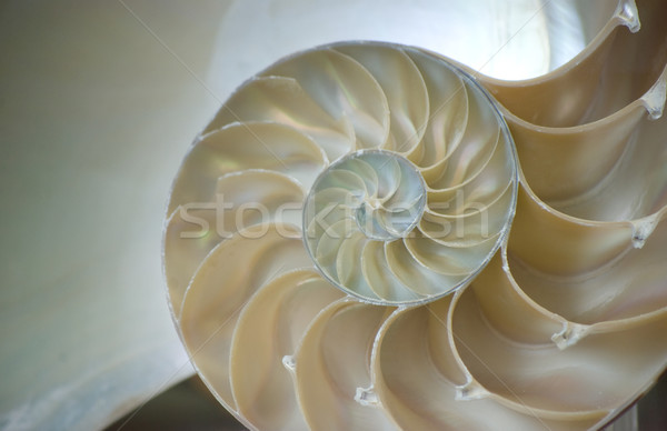 nautilus shell Stock photo © Sarkao
