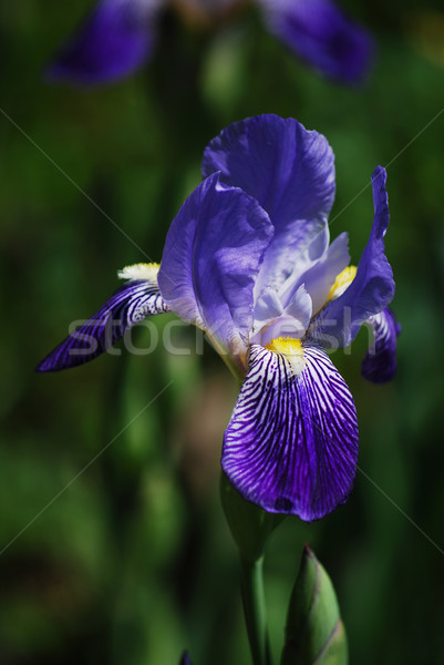 Albastru iris floare frumuseţe Imagine de stoc © Sarkao