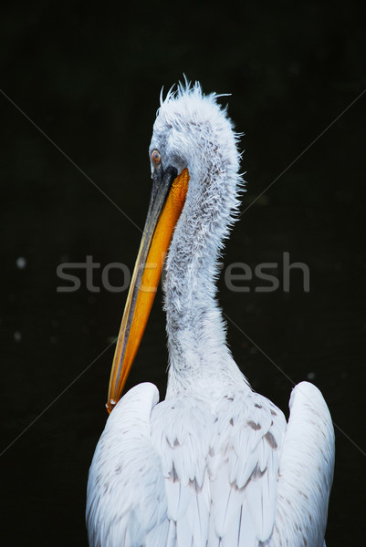 pelican Stock photo © Sarkao