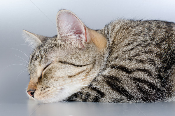 котенка кошки расслабиться портрет животного спальный Сток-фото © Sarkao