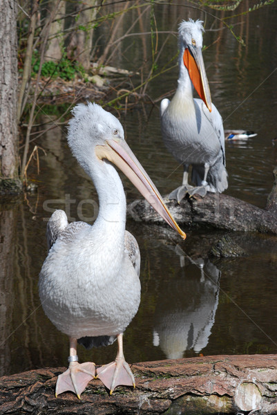pelican Stock photo © Sarkao