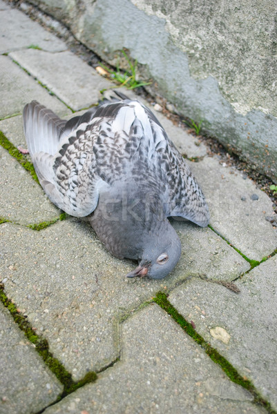 dead pigeon Stock photo © Sarkao