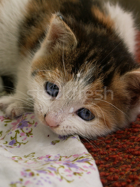 小貓 小貓 手 嬰兒 關心 嬰兒 商業照片 © Sarkao