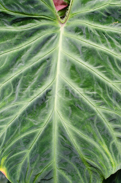 green leaf detail Stock photo © Sarkao