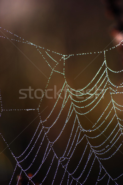 Spider web Stock photo © Sarkao