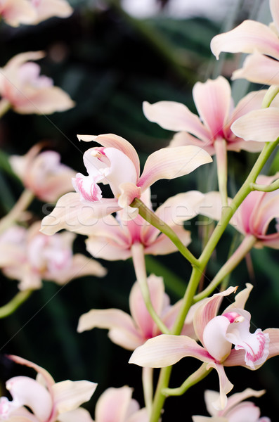 orchid Stock photo © Sarkao