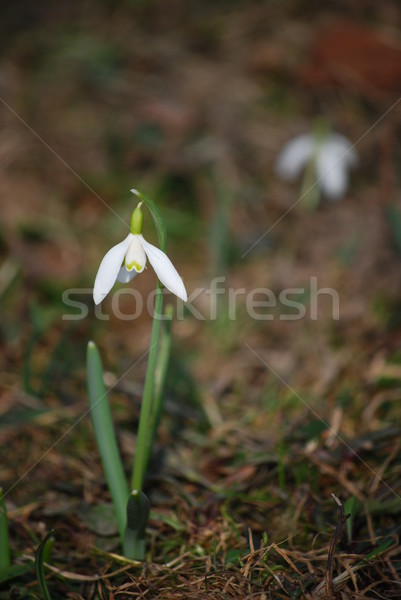 snowdrops Stock photo © Sarkao