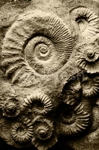 fossil ammonites Stock photo © Sarkao