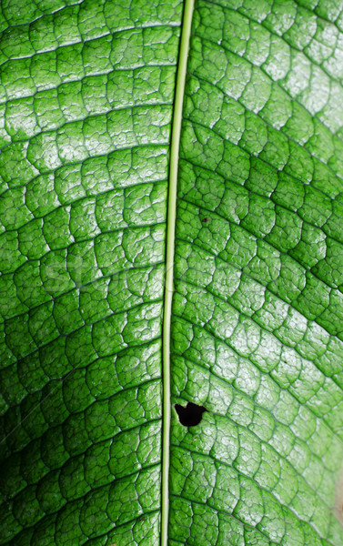 green leaf Stock photo © Sarkao