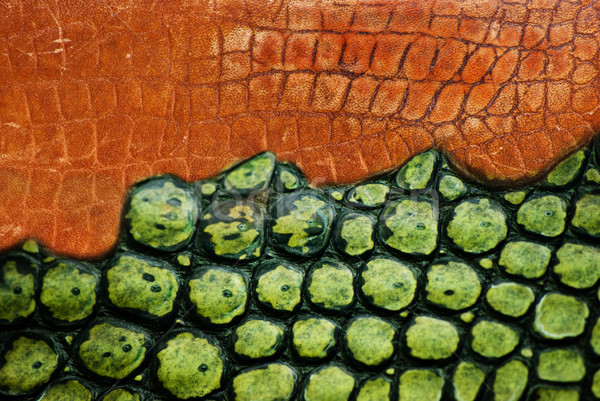 鱷魚 皮革 質地 背景 綠色 概念 商業照片 © Sarkao