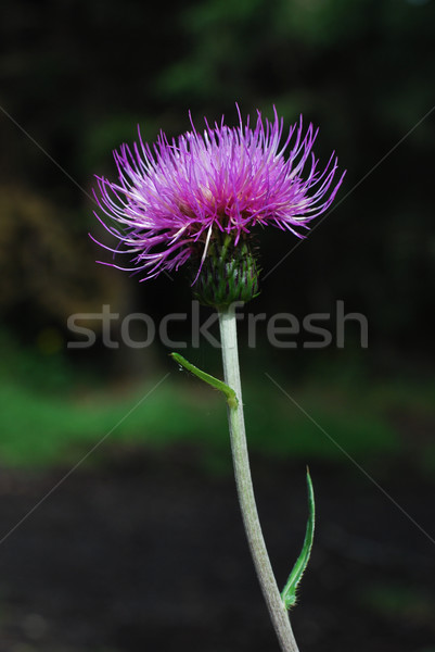 violet thistle Stock photo © Sarkao