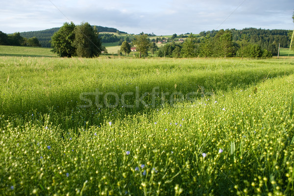 flax field Stock photo © Sarkao