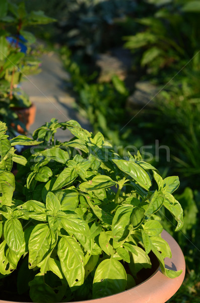 basil Stock photo © Sarkao