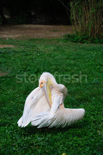 pelican Stock photo © Sarkao