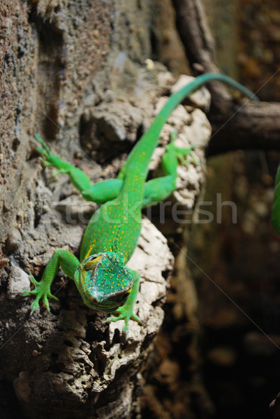 Verde lagarto rocha tropical animal Foto stock © Sarkao