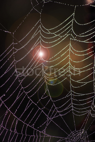 Spider web Stock photo © Sarkao