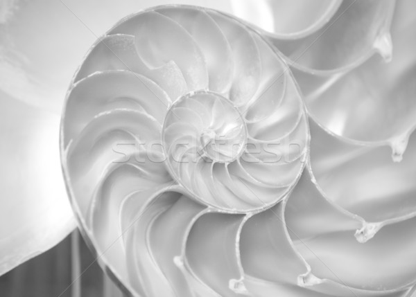 nautilus shell Stock photo © Sarkao