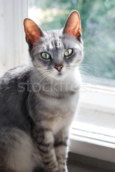 кошки котенка ПЭТ мех Cute млекопитающее Сток-фото © Sarkao