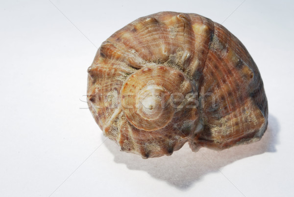 sea shell Stock photo © Sarkao