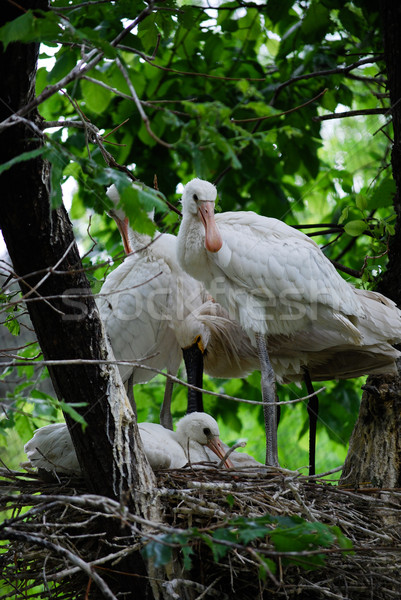 Stock photo: Eurasian Spoonbill (Platalea leucorodia)