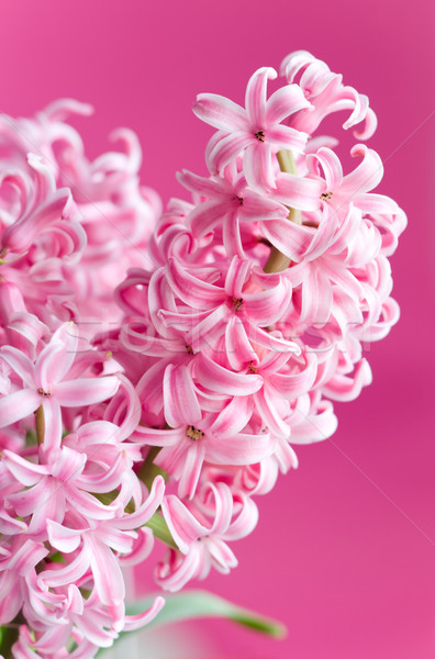 Stock photo:  pink hyacinth 