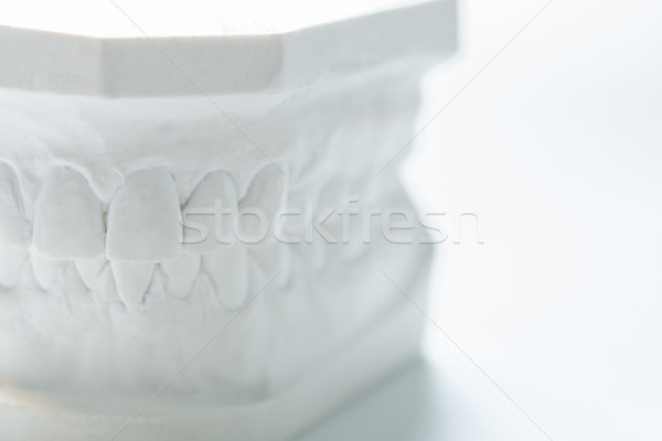 Gipsz modell emberi állkapocs fehér szelektív fókusz Stock fotó © sarymsakov