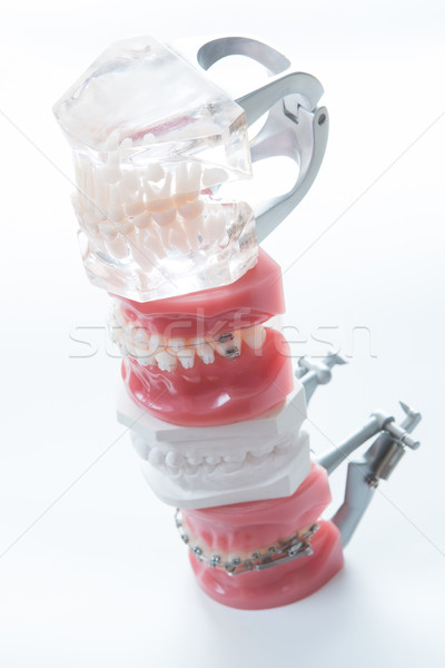 Dental modello bianco messa a fuoco selettiva ufficio medici Foto d'archivio © sarymsakov