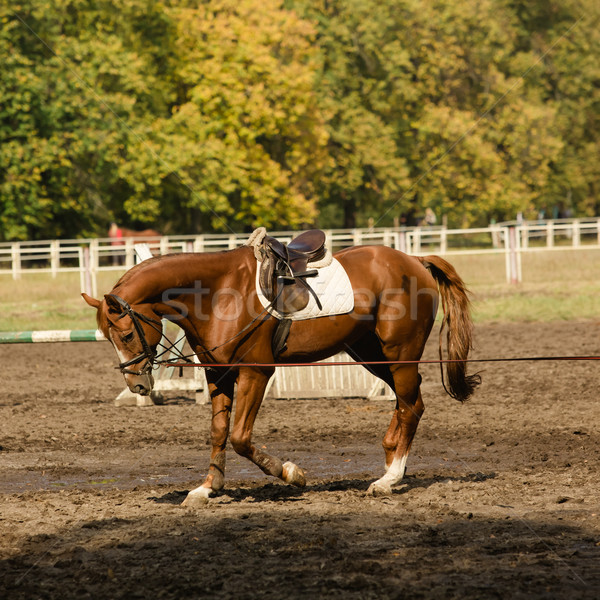 Portret czerwony konia jesienią dzień parku Zdjęcia stock © sarymsakov