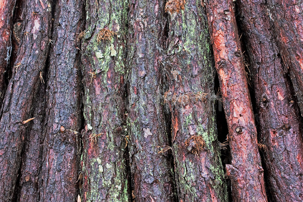 Frischen geschnitten benutzt Hintergrund Bäume Zweig Stock foto © sbonk