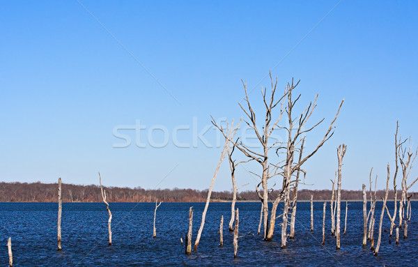 死んだ 木 貯水池 ツリー 自然 ストックフォト © sbonk