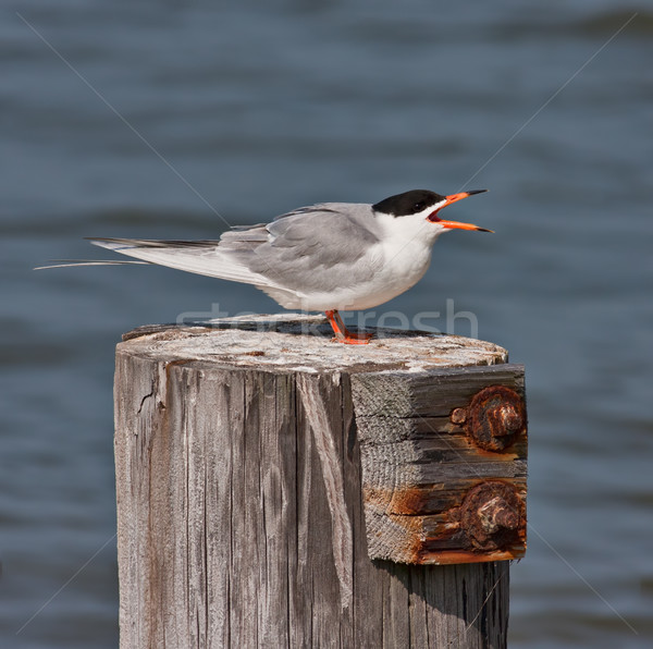 鳥 座って 木材 自然 ストックフォト © sbonk