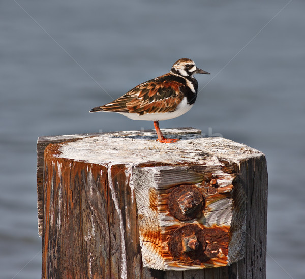 Vogel Holz heraus Schwerpunkt Wasser Natur Stock foto © sbonk