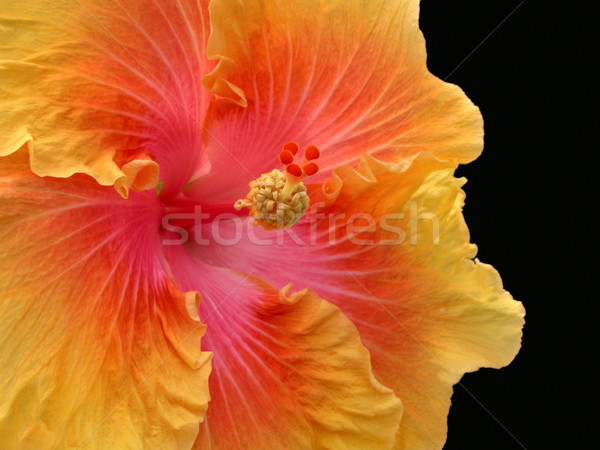 Hibiscus primăvară natură grădină frumos macro Imagine de stoc © sbonk