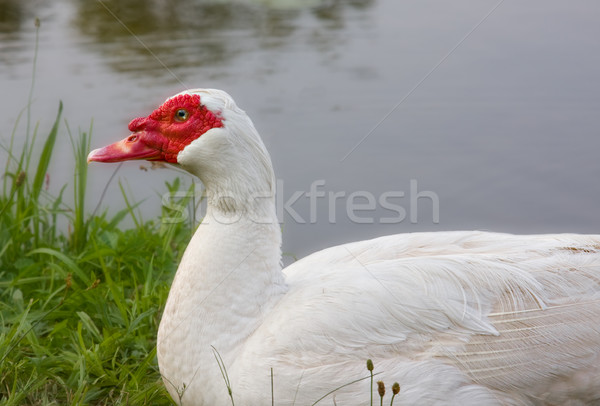 Ente weiß Teich Natur Feder Porträt Stock foto © sbonk