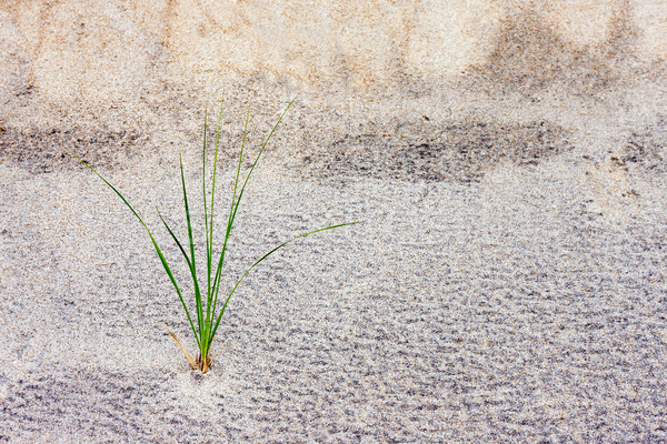 Grass Stalk in Sand Dune Stock photo © sbonk