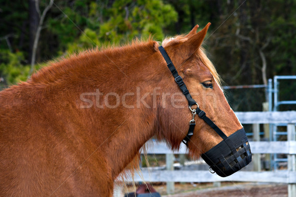 Pony Maulkorb tragen Bauernhof Pferde Tier Stock foto © sbonk
