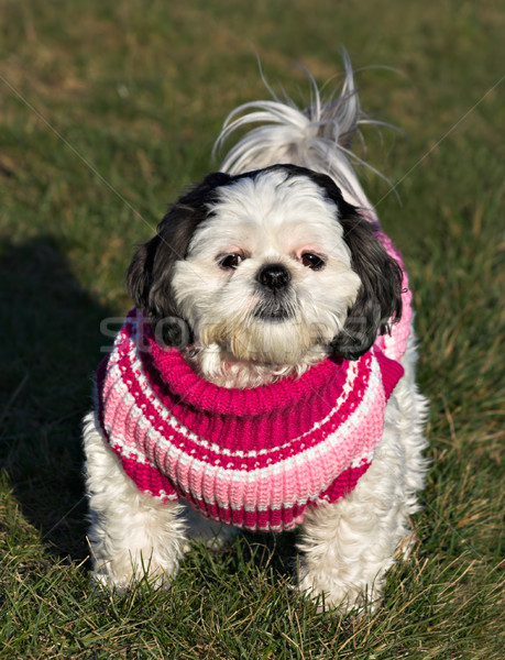 Shih Tzu in a Sweater Stock photo © sbonk