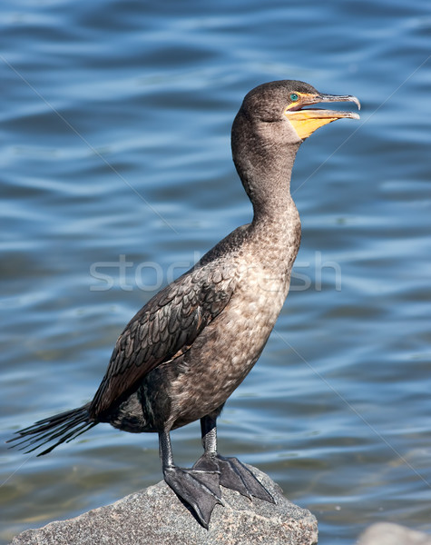 Double-Crested Cormorant Stock photo © sbonk